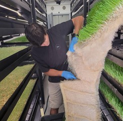 10Worker harvesting a fodder mat inside the container.jpg
